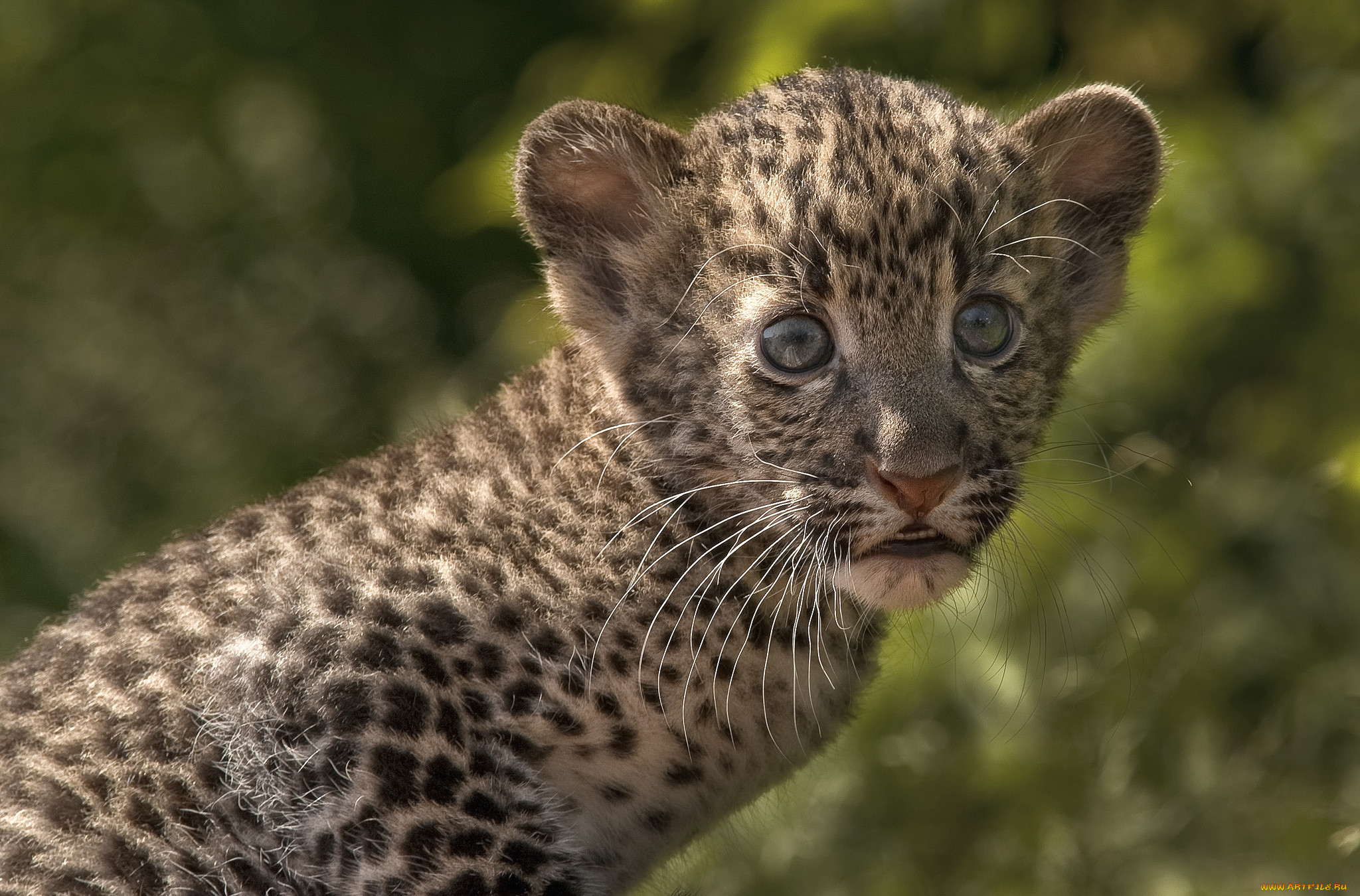 Ребенок леопарда